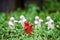 4 white ceramic dolls Â But there is 1 red one, green background with bokeh
